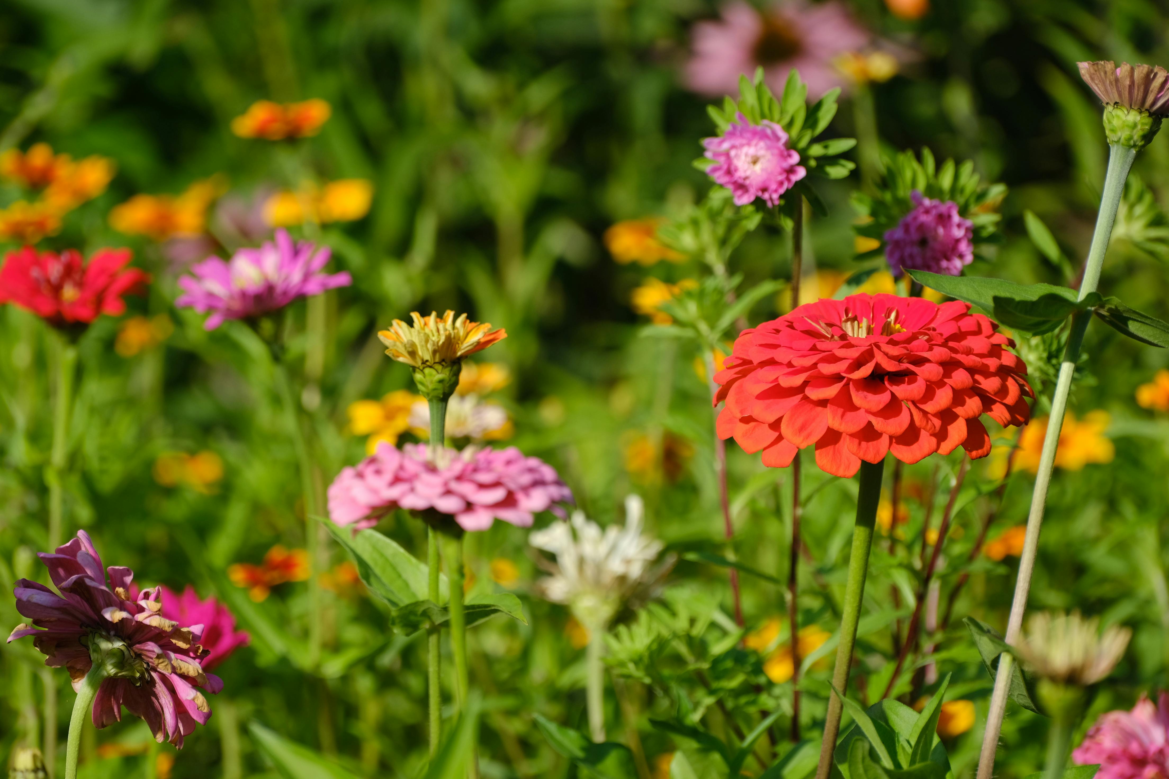 Wildflower Dream